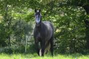 Cheval ONCS (PRE X Connemara