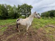 cheval de selle gris cape de 3 ans