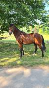 Gentil cheval TF 6 ans