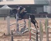 Top poney de sport