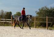 Top poney de sport