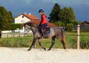 Top poney de sport