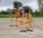 Edouardo di Anthony alias Lucky, Haflinger (hongre) plein papier 