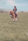 Edouardo di Anthony alias Lucky, Haflinger (hongre) plein papier 