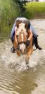 Edouardo di Anthony alias Lucky, Haflinger (hongre) plein papier 