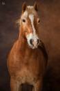 Edouardo di Anthony alias Lucky, Haflinger (hongre) plein papier 