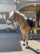Edouardo di Anthony alias Lucky, Haflinger (hongre) plein papier 