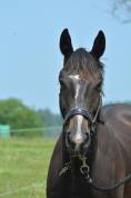 Gelding English Thoroughbred For sale 2021 Bay