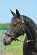 Gelding English Thoroughbred For sale 2021 Bay