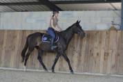 Gelding English Thoroughbred For sale 2021 Bay