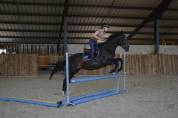 Gelding English Thoroughbred For sale 2021 Bay