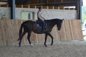 Gelding English Thoroughbred For sale 2021 Bay