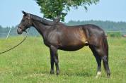 Gelding English Thoroughbred For sale 2021 Bay