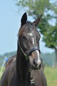 Gelding English Thoroughbred For sale 2021 Bay