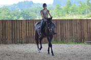 Gelding English Thoroughbred For sale 2021 Bay