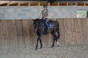 Gelding English Thoroughbred For sale 2021 Bay