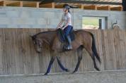 Mare English Thoroughbred For sale 2021 Bay