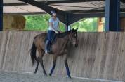 Mare English Thoroughbred For sale 2021 Bay