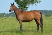 Mare English Thoroughbred For sale 2021 Bay
