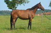 Mare English Thoroughbred For sale 2021 Bay