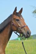 Mare English Thoroughbred For sale 2021 Bay