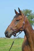 Mare English Thoroughbred For sale 2021 Bay