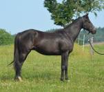 Gelding AQPS For sale 2020 Dark Bay