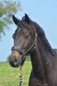 Gelding AQPS For sale 2020 Dark Bay