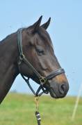 Gelding AQPS For sale 2020 Dark Bay