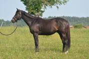 Gelding AQPS For sale 2020 Dark Bay