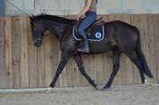 Gelding AQPS For sale 2020 Dark Bay