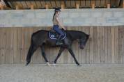 Gelding AQPS For sale 2020 Dark Bay