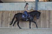 Gelding AQPS For sale 2020 Dark Bay