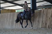 Gelding AQPS For sale 2020 Dark Bay