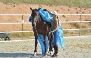 Pension chevaux Saône et Loire 