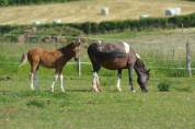Pension chevaux Saône et Loire 