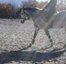 Jument de 8 ans fille de ROUDOUDOU D’HURL’VENT