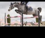Jument de 8 ans fille de ROUDOUDOU D’HURL’VENT