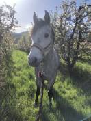 Jument de 8 ans fille de ROUDOUDOU D’HURL’VENT