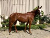 Yegua sBs Caballo de Deporte Belga En venta 2020 Alazán