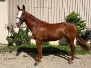 Yegua sBs Caballo de Deporte Belga En venta 2020 Alazán