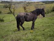 Cheval Murgese