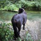 Cheval Murgese