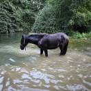 Cheval Murgese