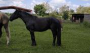 Cheval Murgese