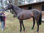 PUR SANG 5 ANS 1m65