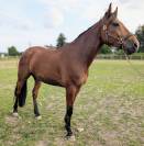 Adorable hongre de 5 ans 