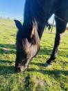  Recherche Demi-Pension pour Sueño  – Silly