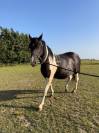 Volle merrie Pinto Fries te koop