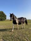 Volle merrie Pinto Fries te koop